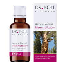 GEMMO Mazerat Mammutbaum Dr.Koll Sequoia gigantea